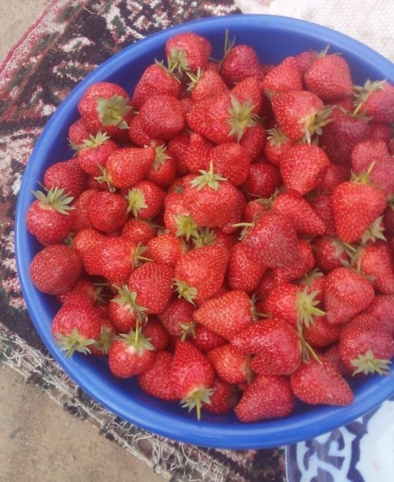 Qulupnay kõchatni zõri