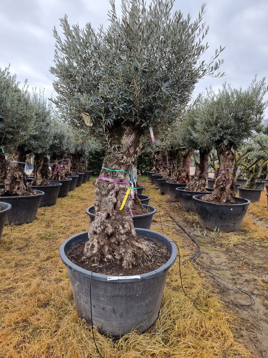 Măslin secular oleo europea