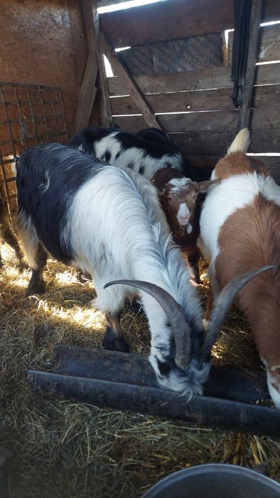 Capre tinere cu iezi