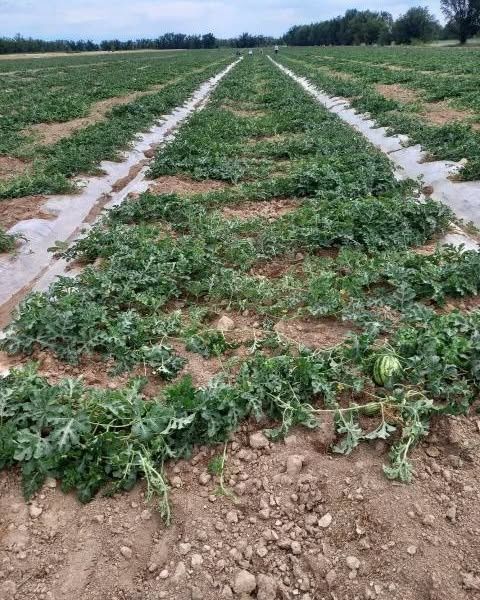 Аренда земля 3 га