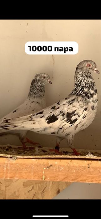 Голуби челкари мраморный