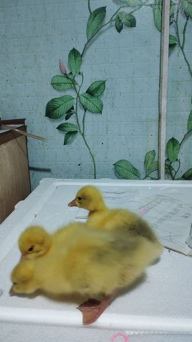 суточные гусята линдовские