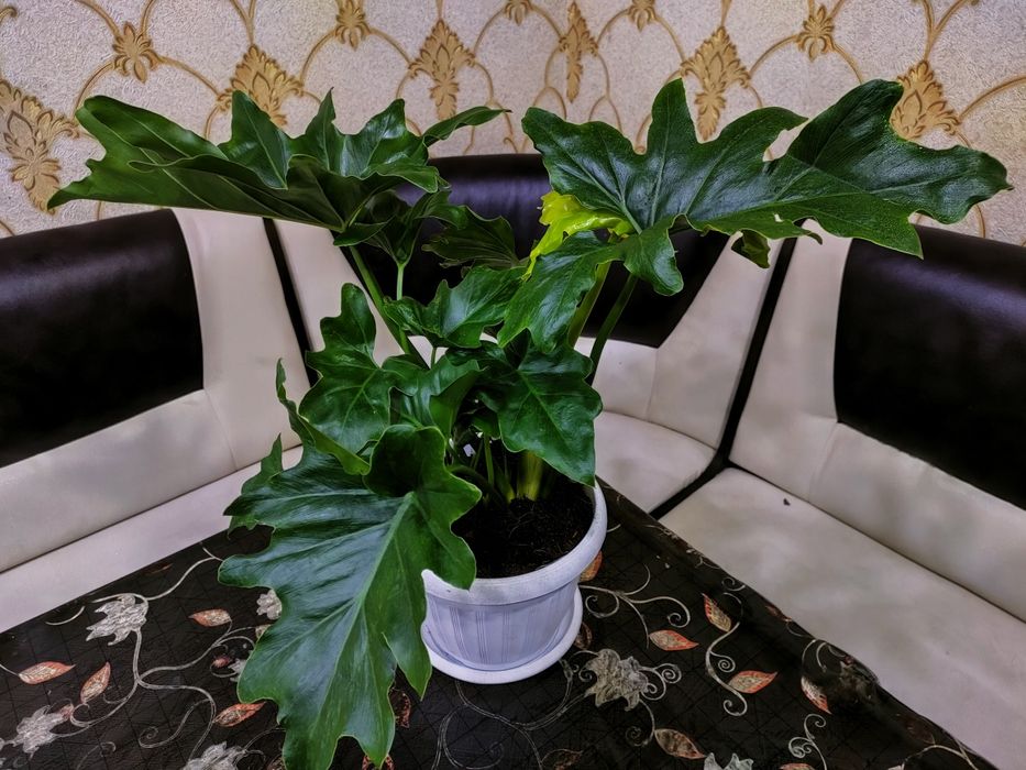 Цветы комнатные, доставка