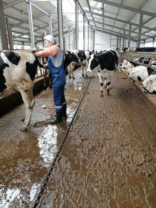 Искуственное осеменение КРС