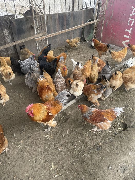 петухи продам хорошие