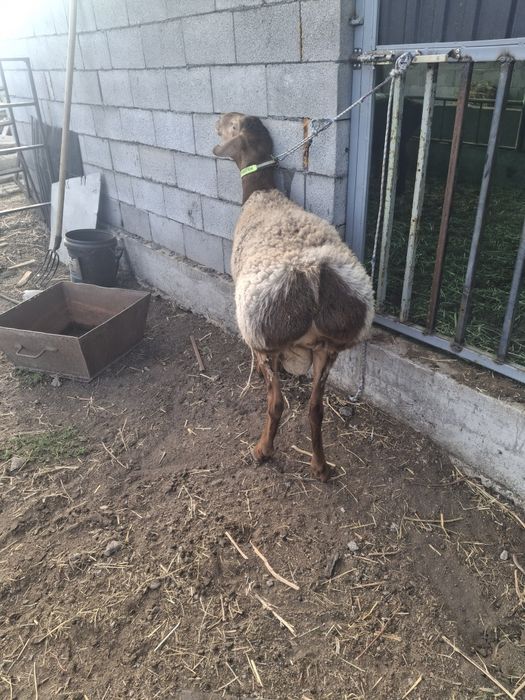 Продам кошкара  срочно