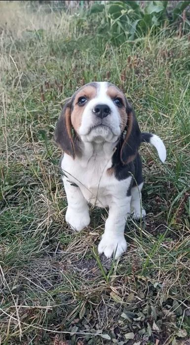 Pui beagle 10saptamani cu carnet de sănătate,vaccinuri la zi,jucăuș,ideal pt familii cu copii
