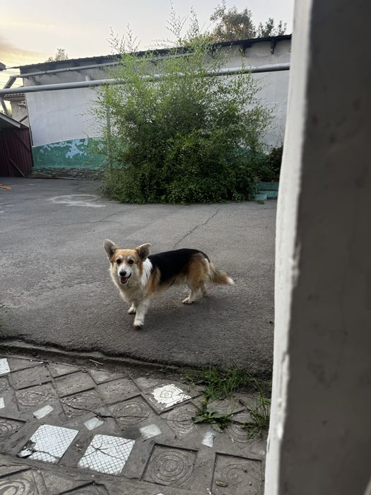 Отдам в добрые руки