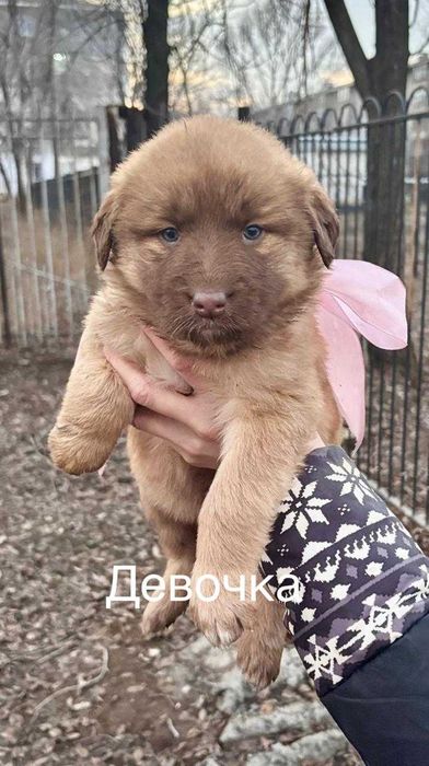 Милые карапузы ищут дом