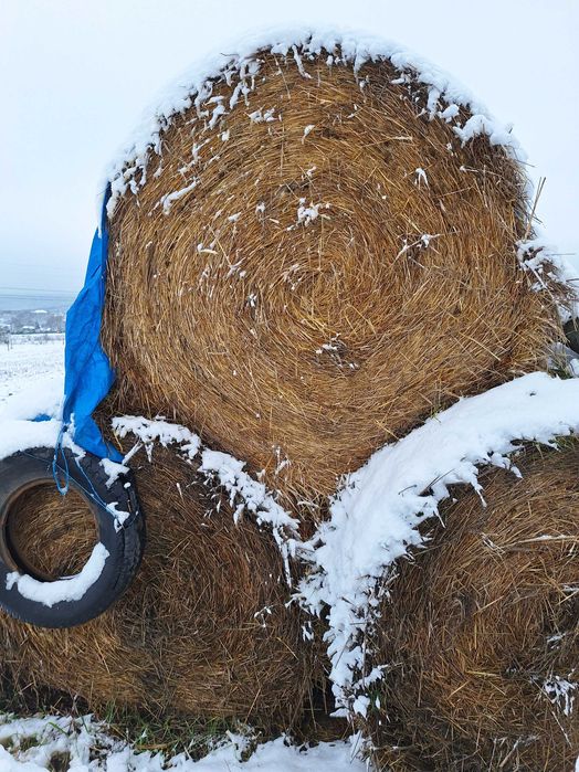 Vand baloti de paie 160/ 120