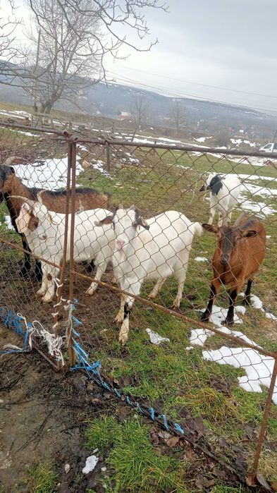 Vând capre bune de lapte