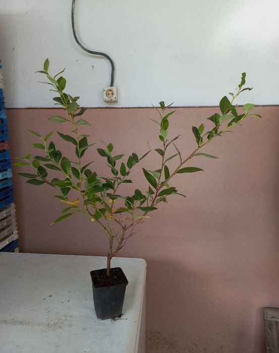 Drajoni Coacaz/Aronia/Afin/Zmeur