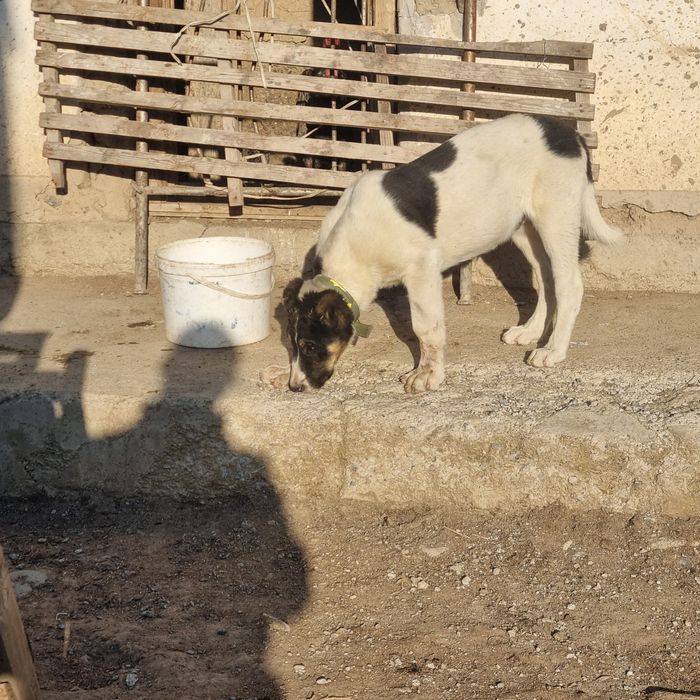 Тобет 4 айлык сатылады