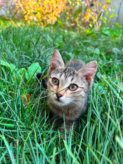 Котята ищут себе новый дом