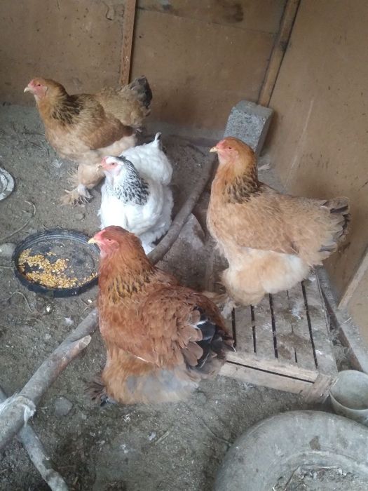 Birama tovuqlar sotiladi