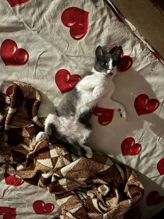 Котенок ( без породы )