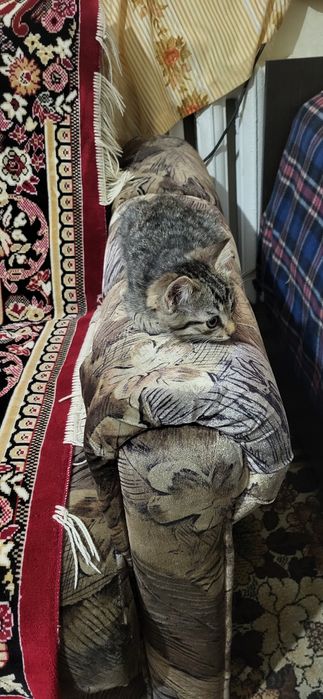 Мырғай 50 күндік.