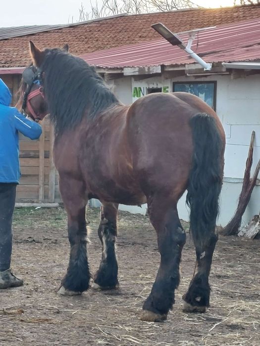 Armăsar de monta și posibilă vânzare