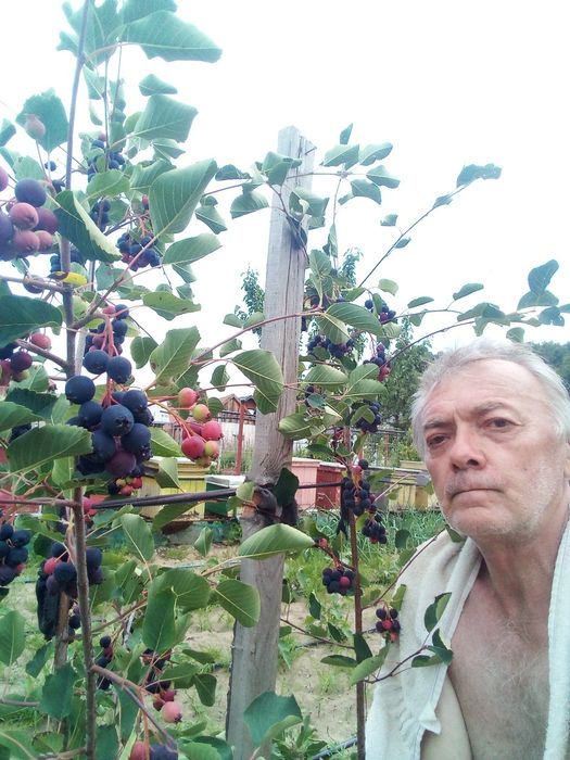 De vânzare puieți de zmeură remontantă roșie și galbenă