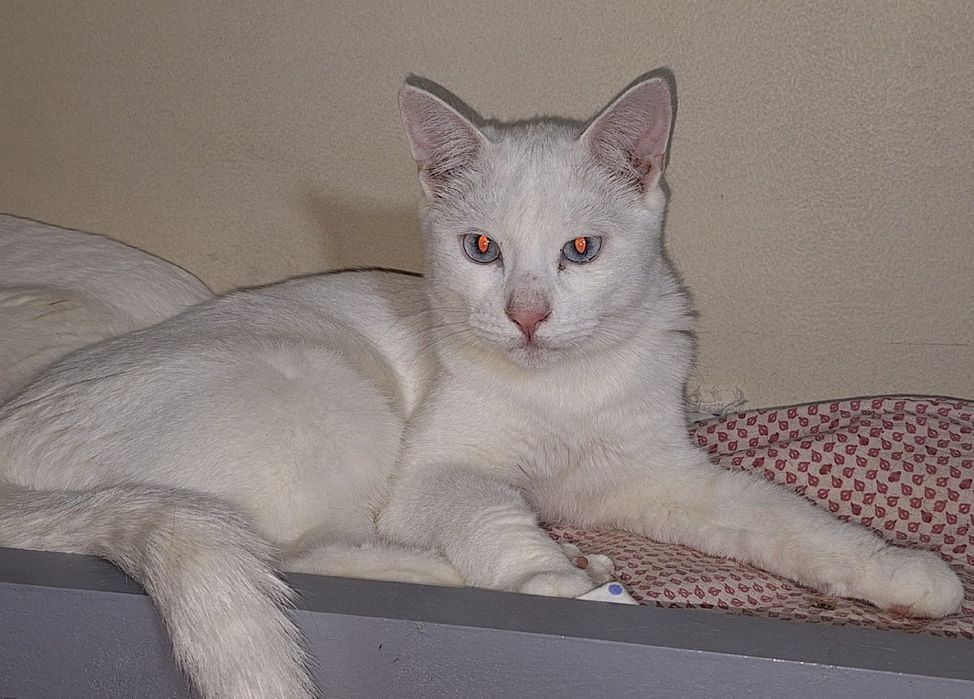 Возьми малыша из приюта