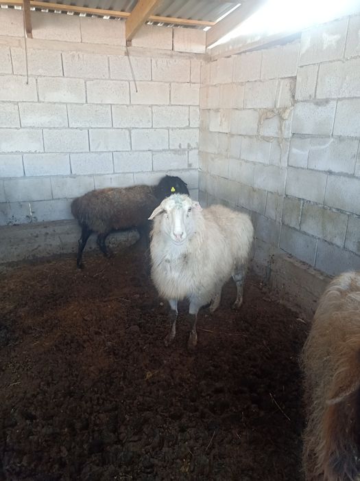 Фотодағы порно актрисалар