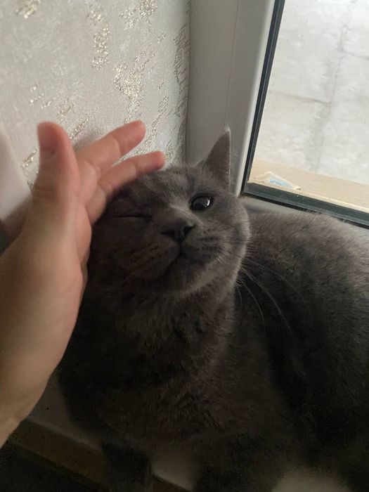 Скоттиш-страйт (шотландская прямоухая кошка)