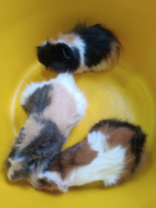 Продаётся взрослые морские свинки