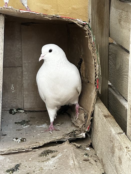 Кептер сатылады 1500