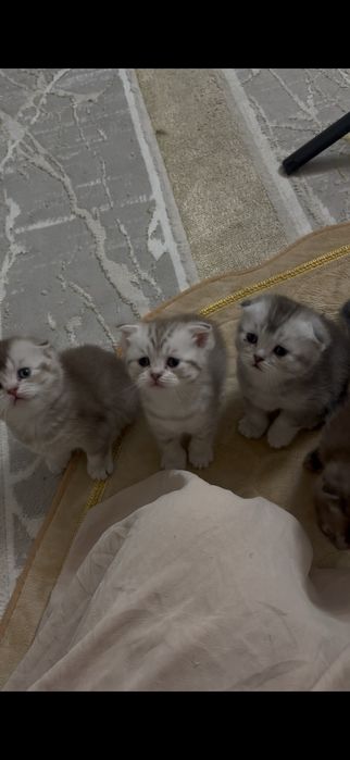 Вислоухие котята