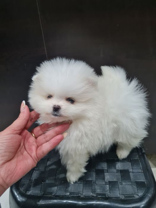 Померан мини мъжко и женско