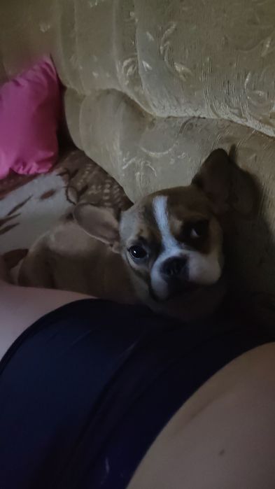 Продам фронцузкого бульдожку