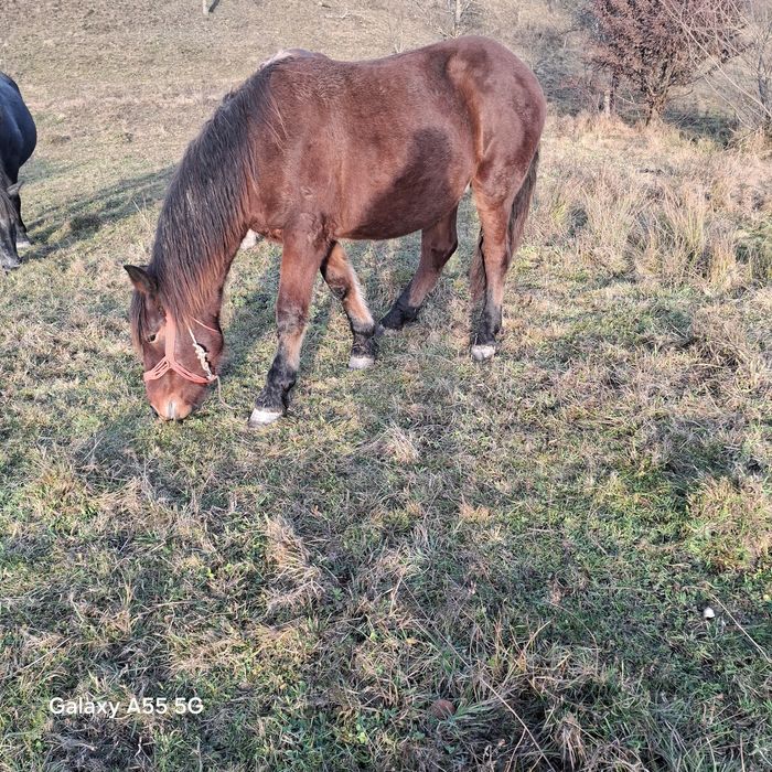 vând cai mânz de 1,5 ani 8500 lei și manza de 2,5 ani  3800 euro