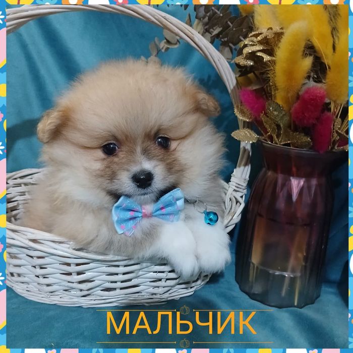 2х месячные щенки померанского шпица миники.Мальчики и девочка.Доставк