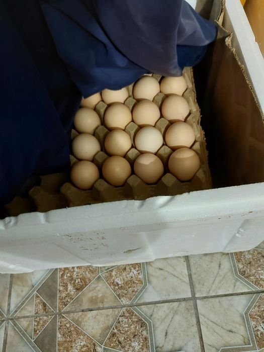 Продам Яйца В Инкубатор Другое