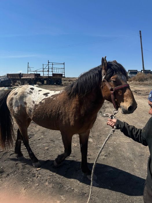 Айгыр 8 жасар сатыладе