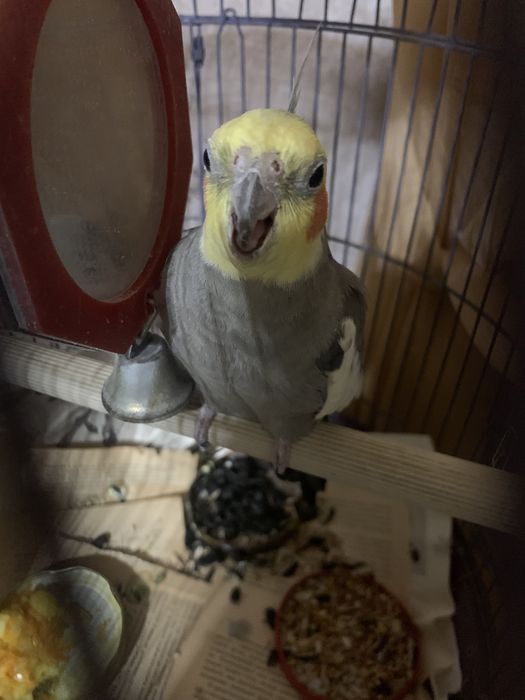 Попугай Корелла потерялся