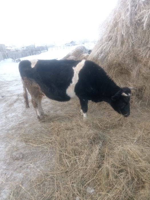 Продам корову молочную