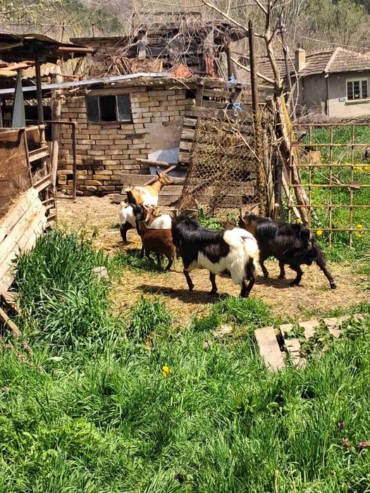 Мини декоративни козички