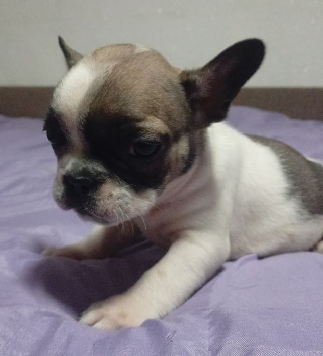 Французский бульдог. Щенки.