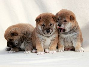 Малыши разных пород