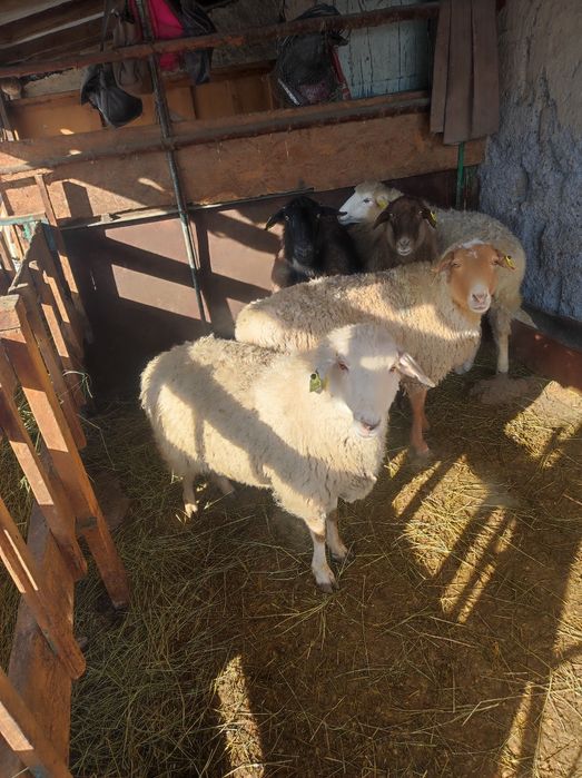 Семиз кой откорм