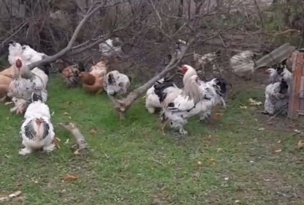 Ishonchli brama tovuq tuxumi