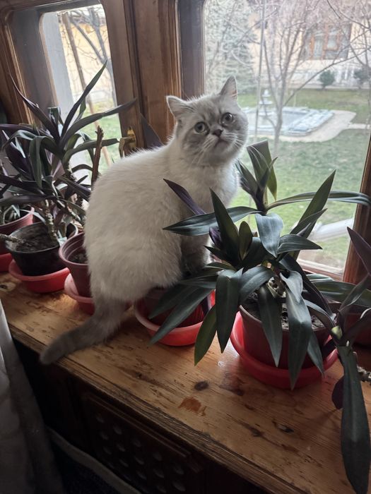 Котик. Британский скотиш страйт.