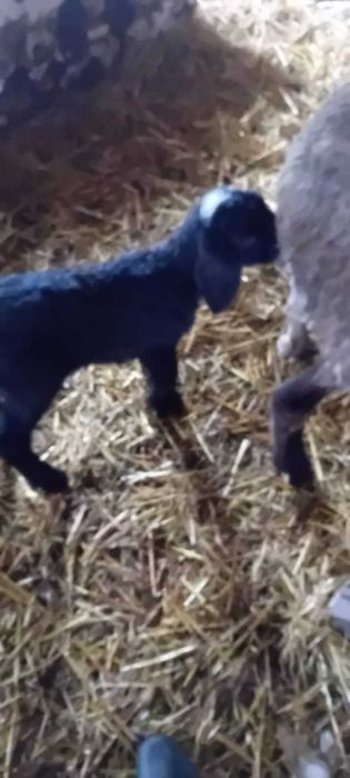 Vand miei de 2 mai multe detalii la tel