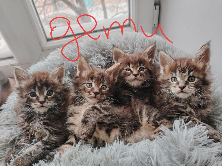 Вязка кот мейнкун