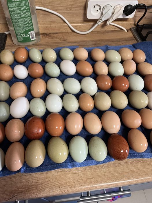 Цыплята домашние