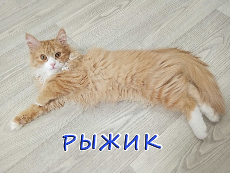 Отдам котенка - солнечный мальчик