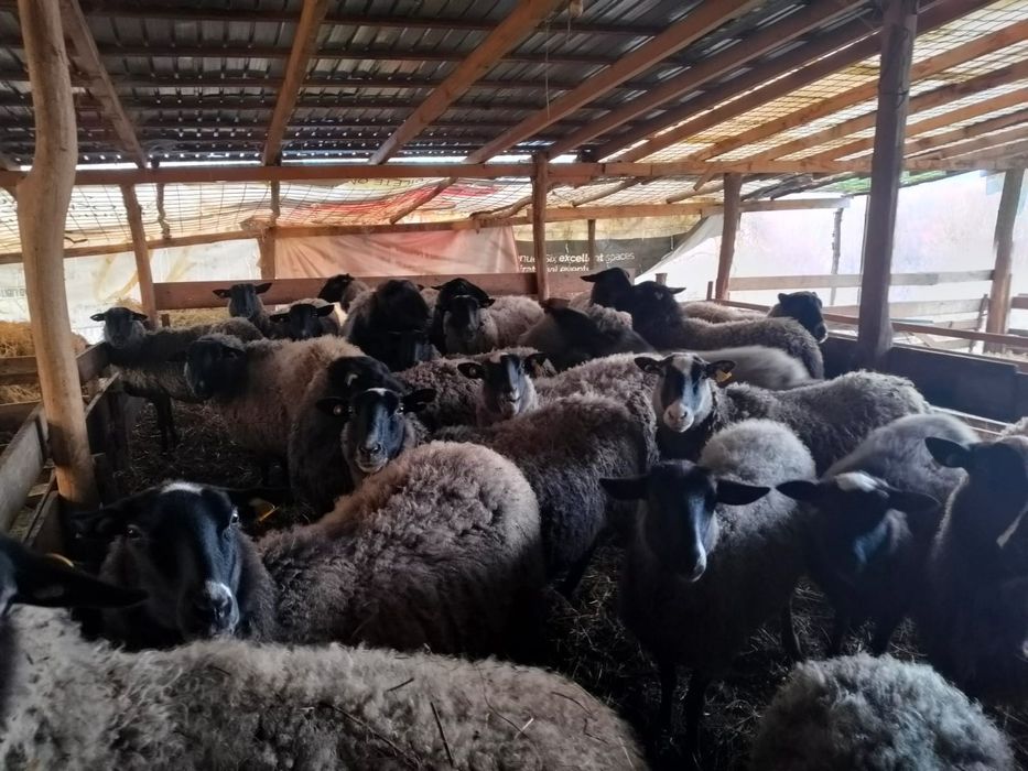 Vând oi Romanov gestante