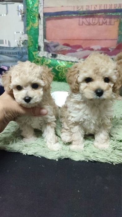 Вязка Той Пудель