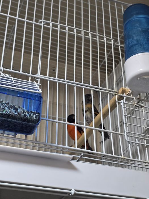 Pereche păsări exotice